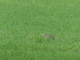 Au  petit coucou amical