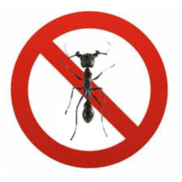 Comment lutter naturellement contre les fourmis