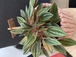 Peperomia caperata Rosso perd ses feuilles