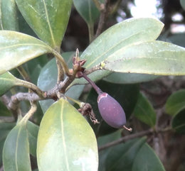 Au secours ! Espèce de filaire à fruits allongés violets