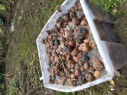 pommes pourries de l'année dernière