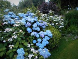 hortensia