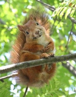 Au  petit coucou amical