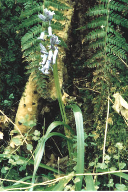 plante inconnue prélevée au talus