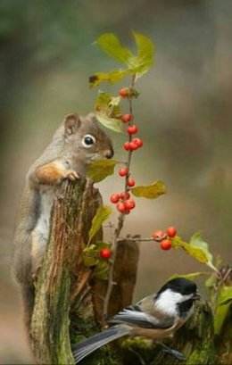 Au  petit coucou amical