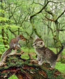 Au  petit coucou amical