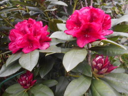 maladie de mon Rhododendron