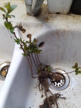 plante inconnue prélevée près du mur du voisin (côté rue)