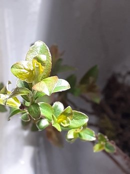 plante inconnue prélevée près du mur du voisin (côté rue)