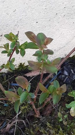 plante inconnue prélevée près du mur du voisin (côté rue)