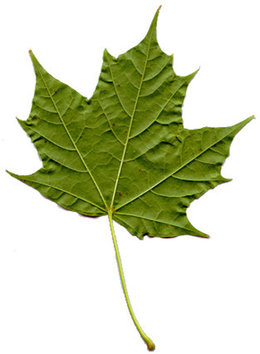 plante inconnue prélevée près du mur du voisin (côté rue)