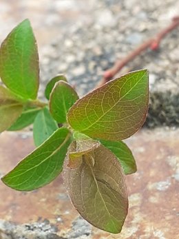 plante inconnue prélevée près du mur du voisin (côté rue)