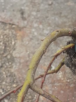 plante inconnue prélevée près du mur du voisin (côté rue)