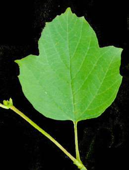 plante inconnue prélevée près du mur du voisin (côté rue)