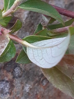 plante inconnue prélevée près du mur du voisin (côté rue)