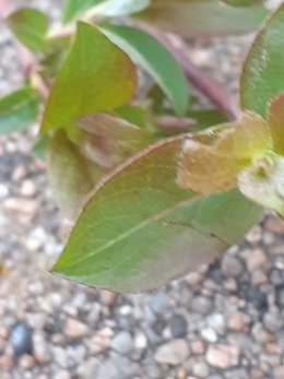 plante inconnue prélevée près du mur du voisin (côté rue)