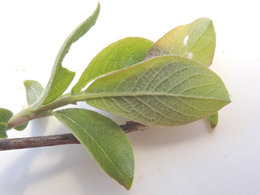 plante inconnue prélevée près du mur du voisin (côté rue)