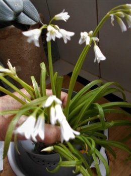 PETITES FLEURS INCONNUES