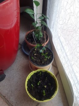 Semis de pépins de clémentine de Corse