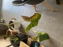Philodendron feuille tachée qui tombe