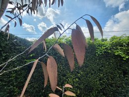 Eucalyptus niphophila - feuilles brunes
