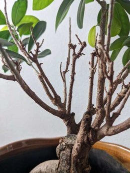 Ficus Genseng total débutant, couper les braches sans feuille ?