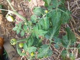 Qu'est ce que cette variété de tomates