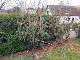 Vieux pommiers abandonnés