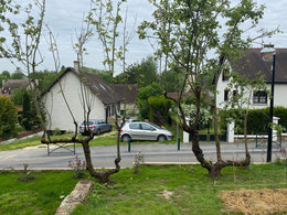 Vieux pommiers abandonnés