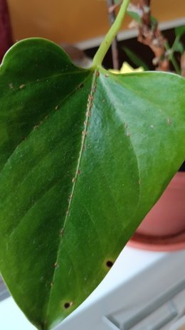 Anthurium parasites : je ne sais pas de quoi il s’agit