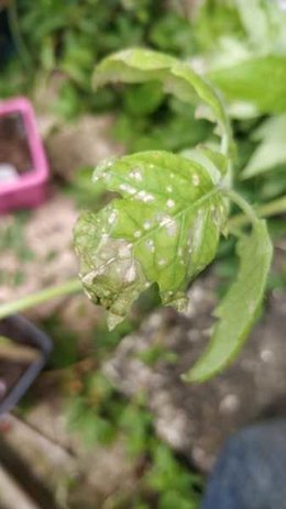 Quelqu'un connaîtrait cette maladie de la tomate?