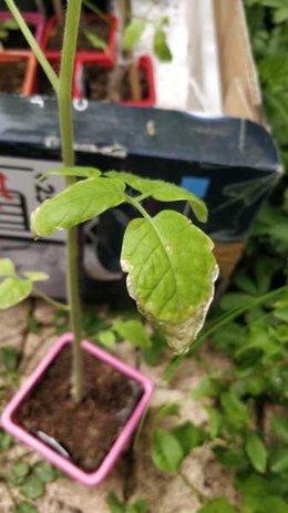 Quelqu'un connaîtrait cette maladie de la tomate?