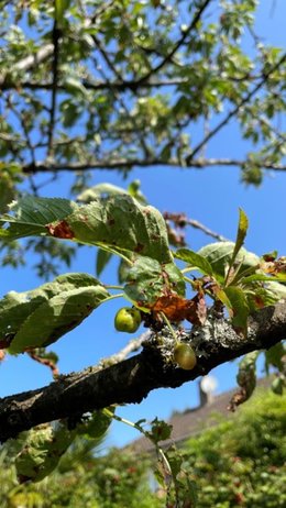 Cerisier pauvre en feuilles et malade
