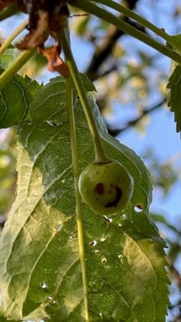 Cerisier pauvre en feuilles et malade