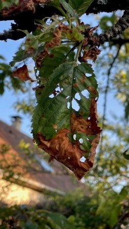 Cerisier pauvre en feuilles et malade