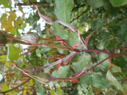 ROSIER MALADIE