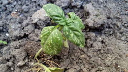 Maladie qui colonise mes plantes ?