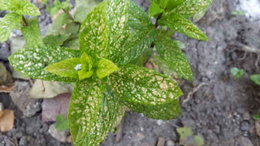 Maladie qui colonise mes plantes ?