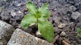 Maladie qui colonise mes plantes ?