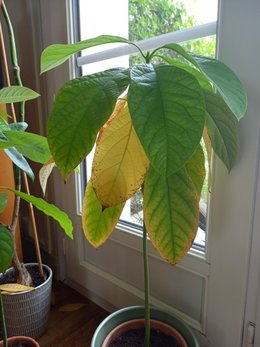 Avocatier mal en point : feuilles qui se tachent de marron et jaunissent