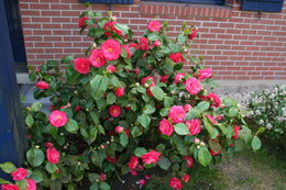 les fleurs de mon jardin