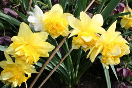 les fleurs de mon jardin