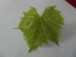 maladie sur feuilles de vigne
