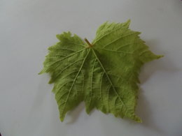 maladie sur feuilles de vigne