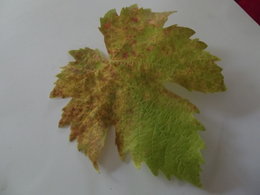 maladie sur feuilles de vigne