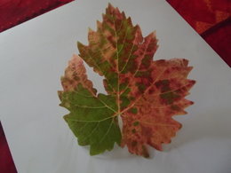 maladie sur feuilles de vigne