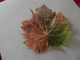 maladie sur feuilles de vigne