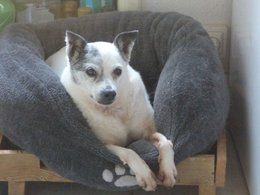 Au  petit coucou amical