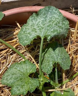 Oidium Courgette ?