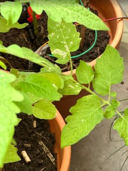 Nécrose (?) et tâches blanches de mes plants de tomate